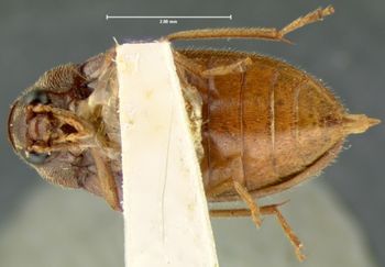 Media type: image;   Entomology 2333 Aspect: habitus ventral view